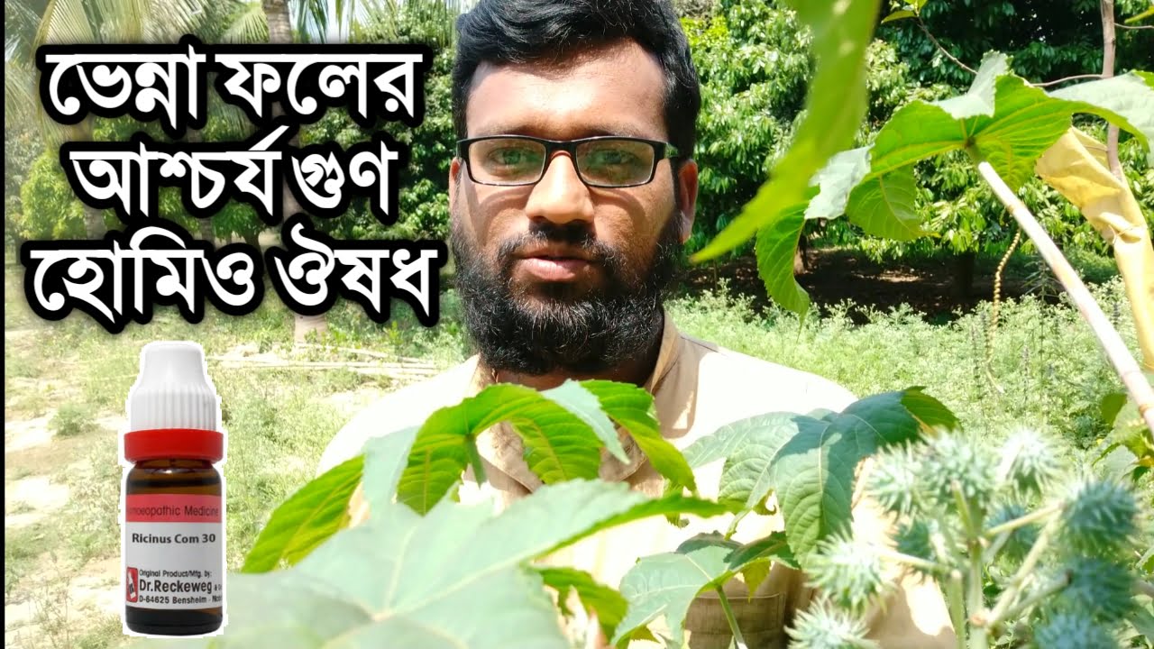 ভেন্না গাছের ফলের তেল হোমিওপ্যাথি ঔষধের উপকারিতা | ricinus communis homeopathic medicine castor oil